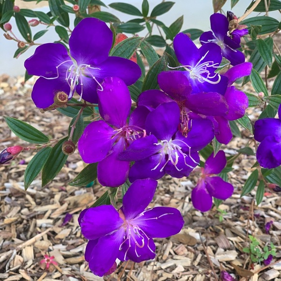 Meet your Posher, Alissa - Picture 1 of 1